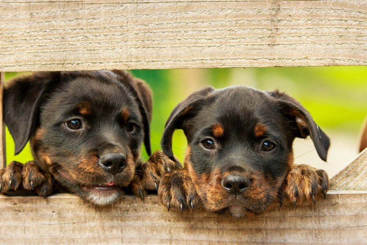 acheter un chien