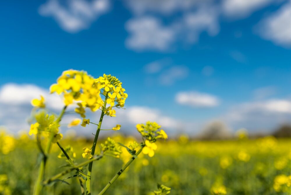 canola