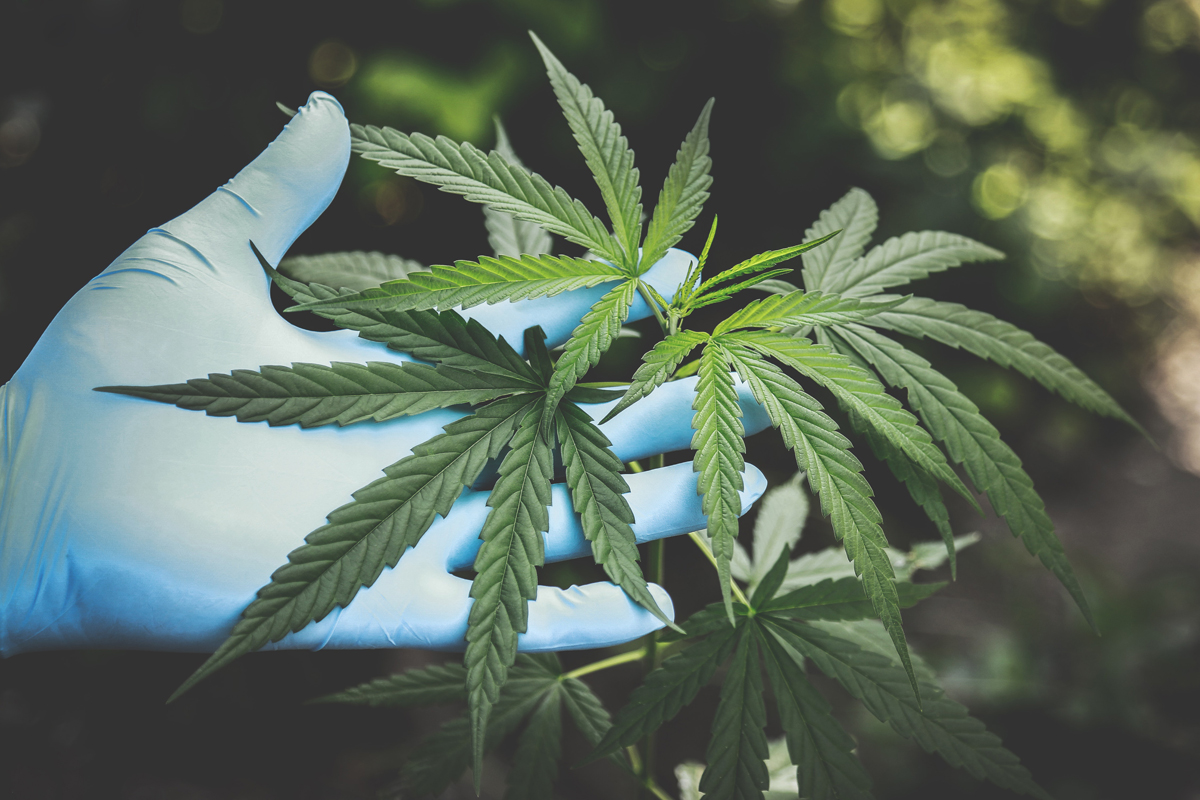 effets de la résine CBD